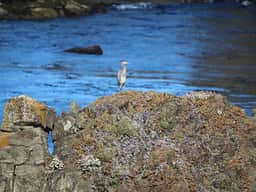 Wander Anchor Bay
